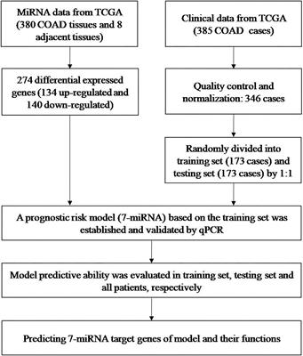 Screening of miRNAs as Prognostic Biomarkers for Colon Adenocarcinoma and Biological Function Analysis of Their Target Genes